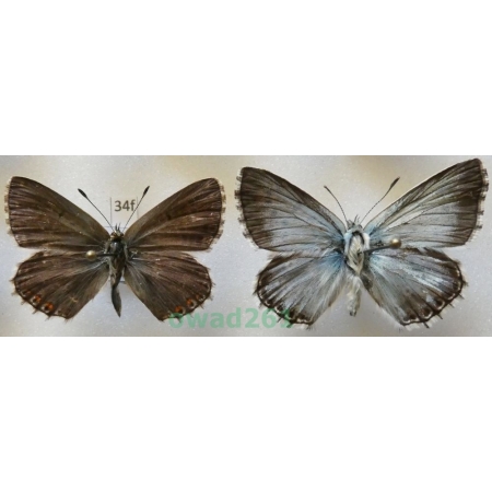 Polyommatus coridon (Poda, 1761) pair Poland34f